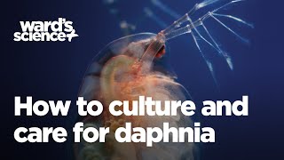 Caring and Culturing for Daphnia [upl. by Lodmilla]