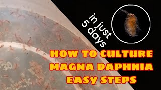 How to Culture Magna Daphnia Easily [upl. by Emmey901]