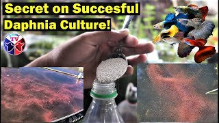 How to Culture Daphnia Successfully [upl. by Atilrac]