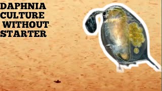 HOW TO CULTURE DAPHNIA NATURALLY WITHOUT A STARTER [upl. by Brodeur]