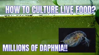 How to Culture Daphnia Secret Method to Breed MILLIONS  Simply Aquatic [upl. by Amsirac554]