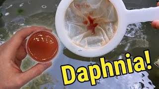 How I Culture Daphnia In Outdoor Tubs [upl. by Arahset]