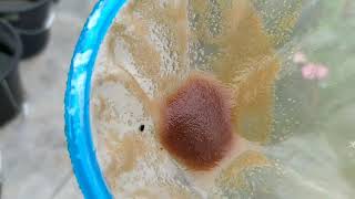 How to culture daphnia moina in a small container Part 1 English Subtitle [upl. by Yelhak68]