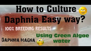 Daphnia MagnaHow to Culture Daphnia Easy wayCulturing Daphnia using Green water Daphnia [upl. by Carmen259]