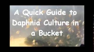 How to culture daphnia outside [upl. by Wrennie326]