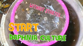 How to culture daphnia moina the easy way 1  Starting the Daphnia culture [upl. by Jonna]