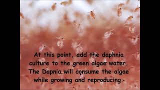 Daphnia  How to grow daphnia in your home [upl. by Notffilc]