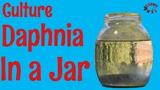 How to Culture Daphnia in a Jar [upl. by Korwin590]