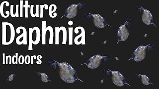 How to Culture Daphnia [upl. by Lumpkin]