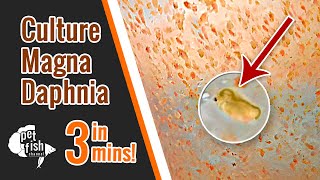 How to culture DAPHNIA MAGNA  The easy way [upl. by Leonora395]