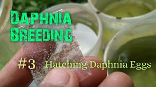 Daphnia Culture made simple and easy 3  Hatching Daphnia eggs [upl. by Ailina119]