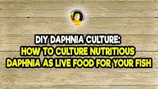 DIY Daphnia Culture How to Culture Nutritious Daphnia as Live Food for Your Fish [upl. by Willey]