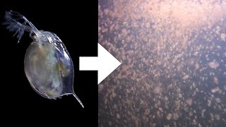 How I Culture Daphnia [upl. by Woodall]