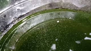 DAPHNIA MOINA CULTURE IN A SMALL BUCKET [upl. by Ahsinit]