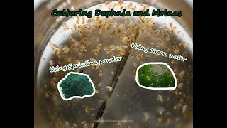 How To Culture Daphnia and Moinas using Green Water Spirulina powder [upl. by Anela]