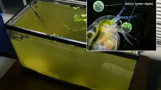 Raising Daphnia for the Freshwater Aquarium [upl. by Assennev]