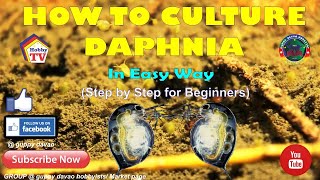 HOW TO CULTURE DAPHNIA In Easy Way [upl. by Isolde]